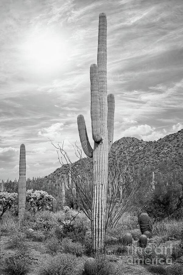 Saguaro Sunrise in Black and White Photograph by Paul Quinn - Fine Art ...