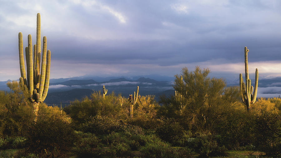 Saguaro Sunrise On The Horizon  Photograph by Saija Lehtonen