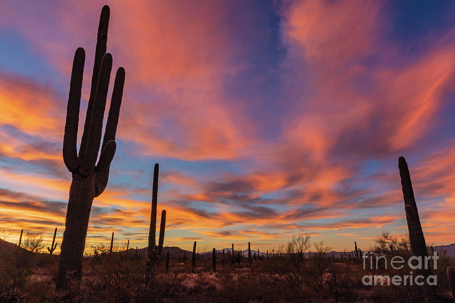 Saguaro Sunrise Photograph by Seth Betterly