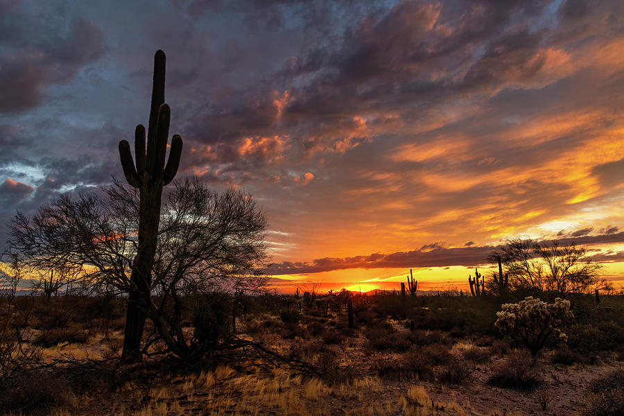Saguaro Sunset 1001 Photograph by Saija Lehtonen
