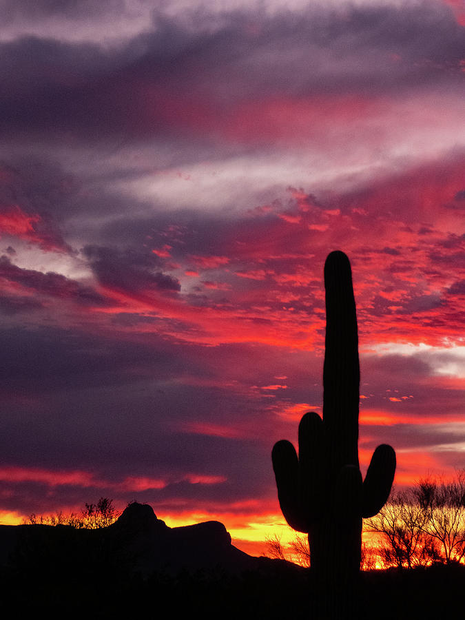 Saguaro Sunset 2 Photograph by Dianne Milliard