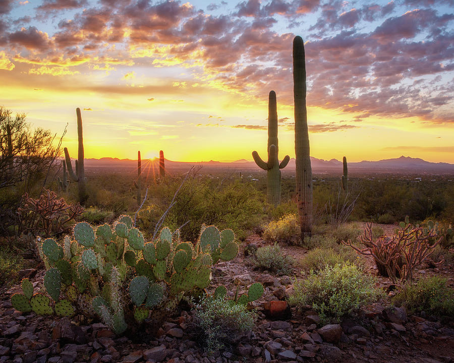 Saguaro Sunset Photograph by Alex Mironyuk