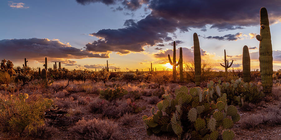 Saguaro Sunset Photograph by Bryan Moore