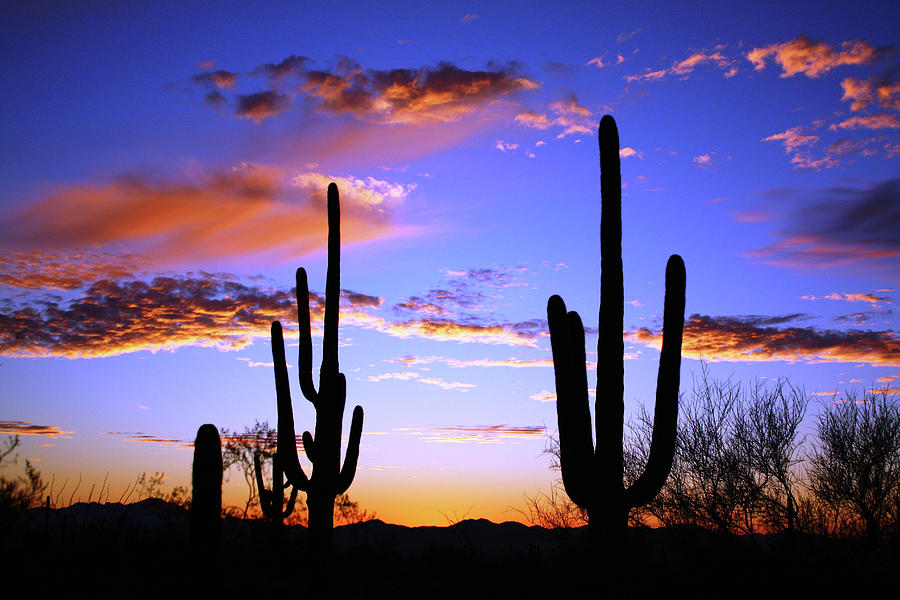 Saguaro Sunset  Photograph by Glen Loftis