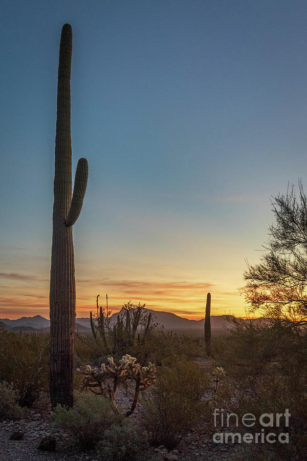 Saguaro Sunset Photograph by Jeff Hubbard