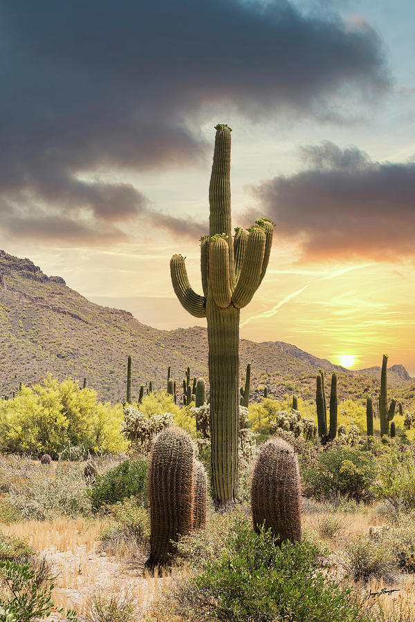 Saguaro Sunset Photograph by Jurgen Lorenzen