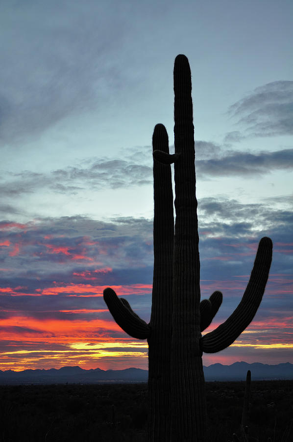 Saguaro Sunset Photograph by Kyle Hanson