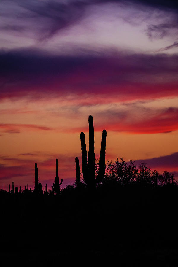 Saguaro Sunset Photograph by Linda Unger - Fine Art America