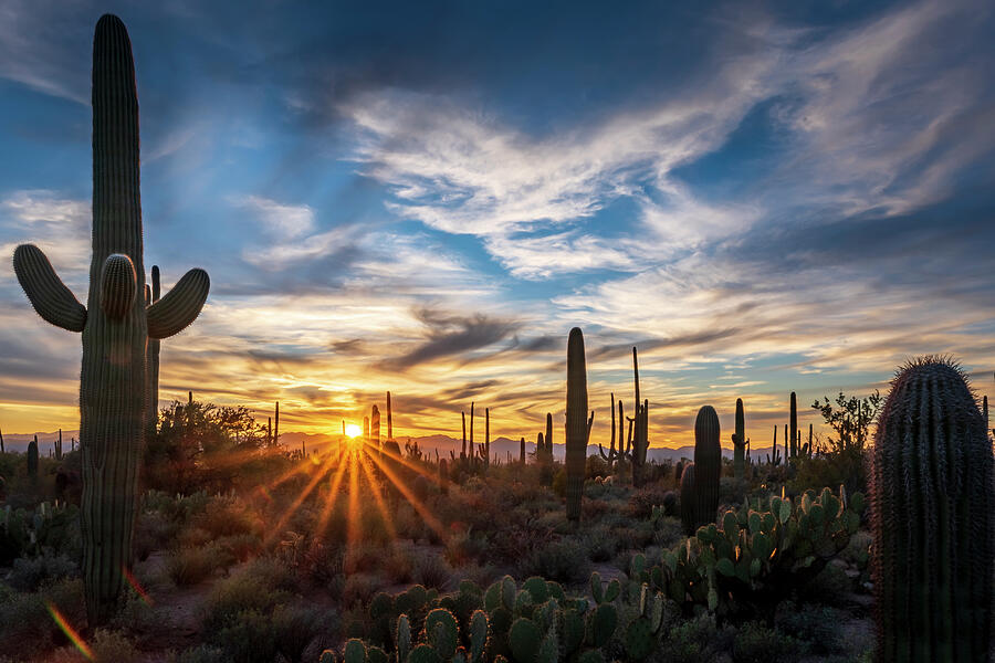 Saguaro Sunset Photograph by Michael Smith