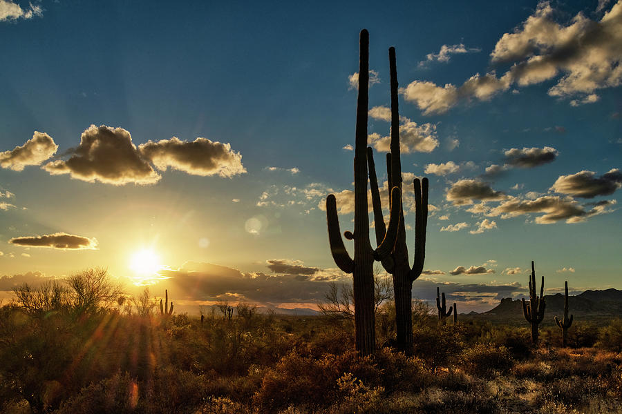 Saguaro Sunset Of The Sonoran Photograph by Saija Lehtonen