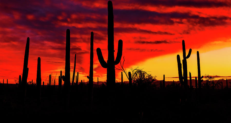 Saguaro Sunset Panorama Photograph by Jelieta Walinski - Fine Art America