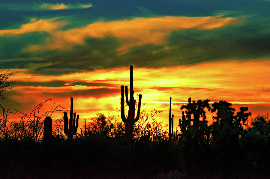 Saguaro Sunset Photograph by Randall Rausch - Fine Art America