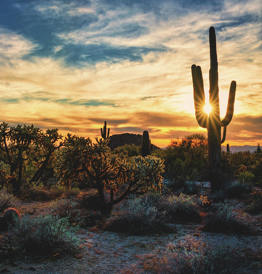 Saguaro Sunset Sunshine Square Photograph by Saija Lehtonen