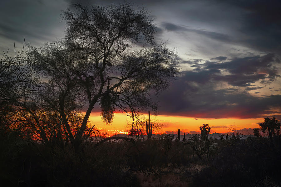 Saguaro Sunset Through The Ironwood Tree  Photograph by Saija Lehtonen