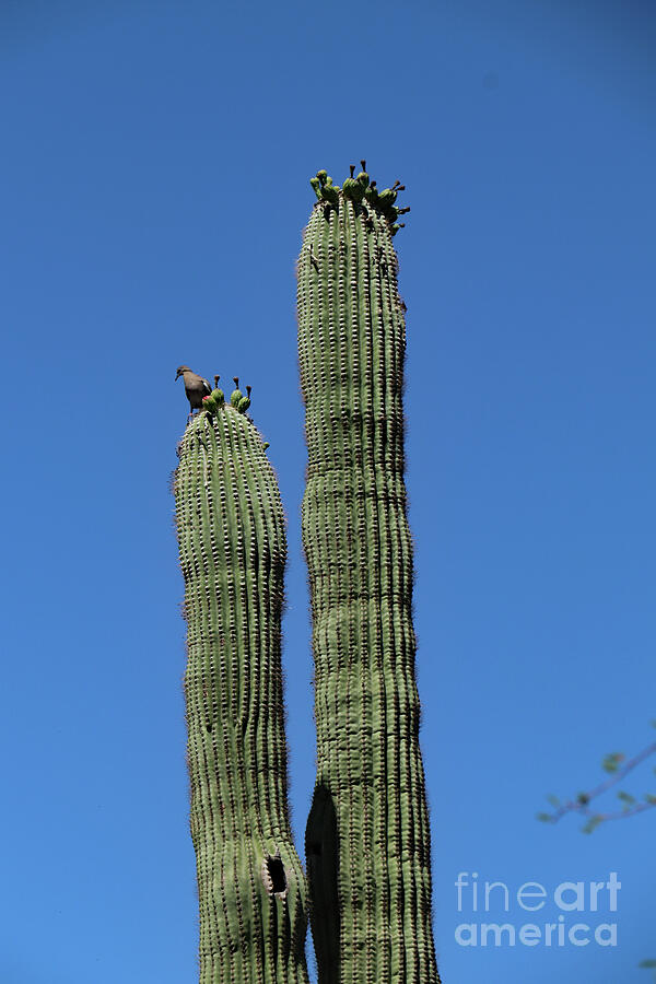 Saguaro National Park Photograph - Saguaro Tips With Dove by Christiane Schulze Art And Photography