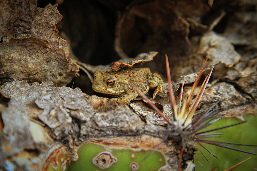 Saguaro Toad Photograph by Gene Taylor