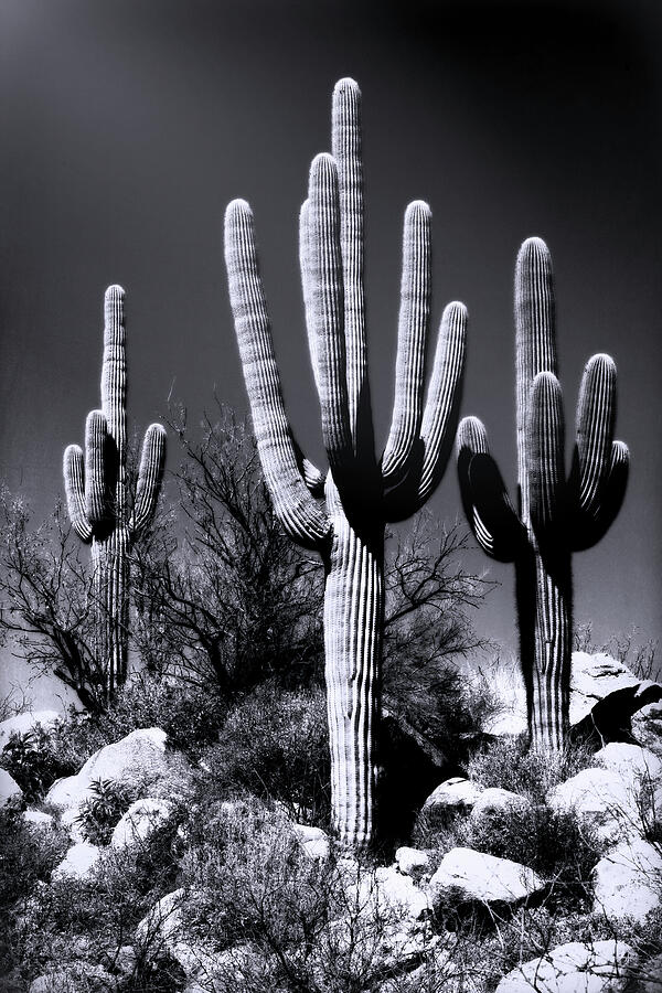 Saguaro Trio In Black And White  Photograph by Saija Lehtonen