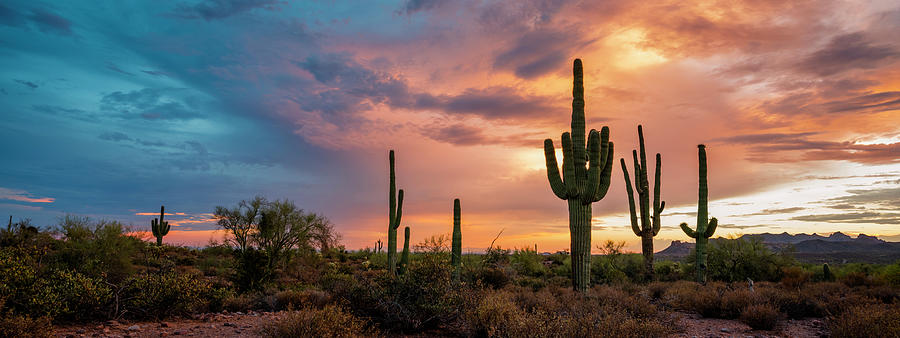 Nature Photograph - Saguaro Twilight by Radek Hofman