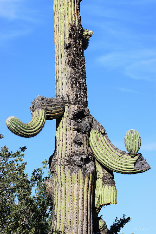 Saguaro Under Hardships Digital Art by Tom Janca
