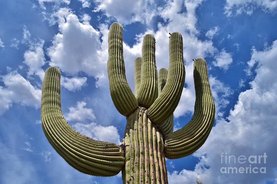 Saguaro Up In Arms Photograph by Janet Marie