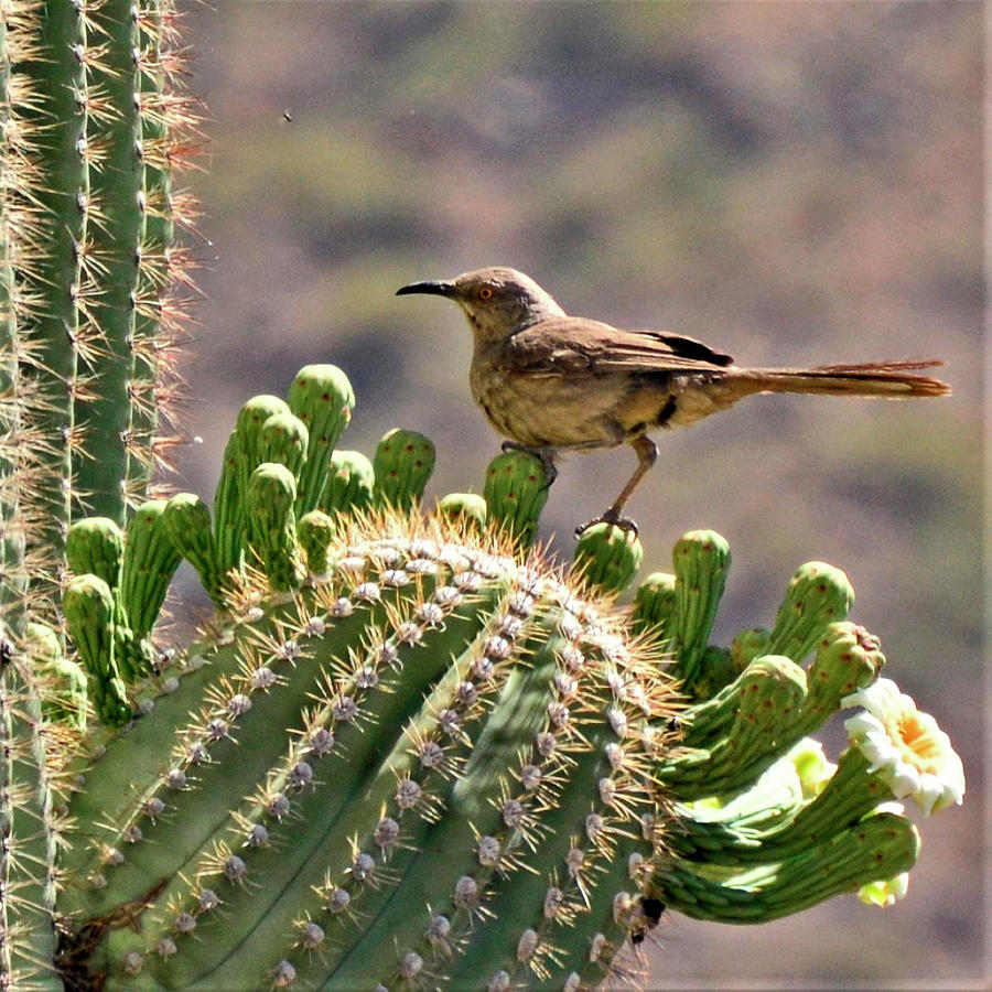 Saguaro With Curve-billed Thrasher Photograph by Marilyn Smith