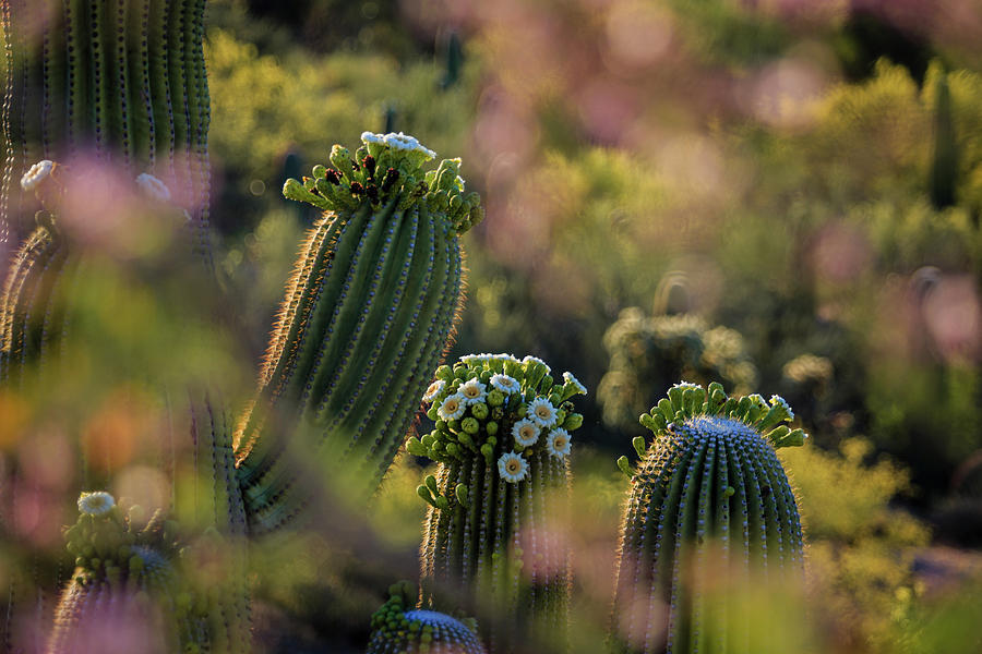 Saguaro with Ironwood Frame Photograph by Dennis Swena