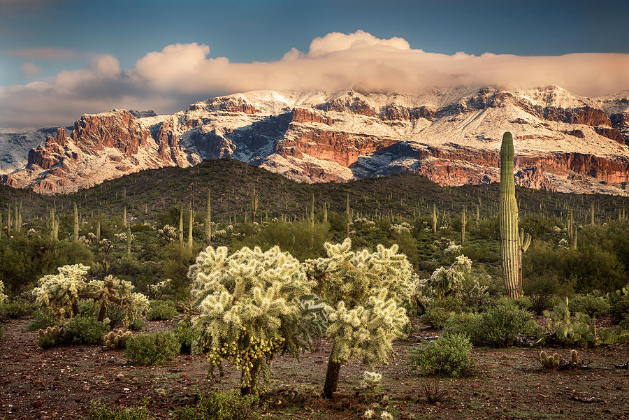 Saguaro with snowy Mountains Photograph by Dave Dilli