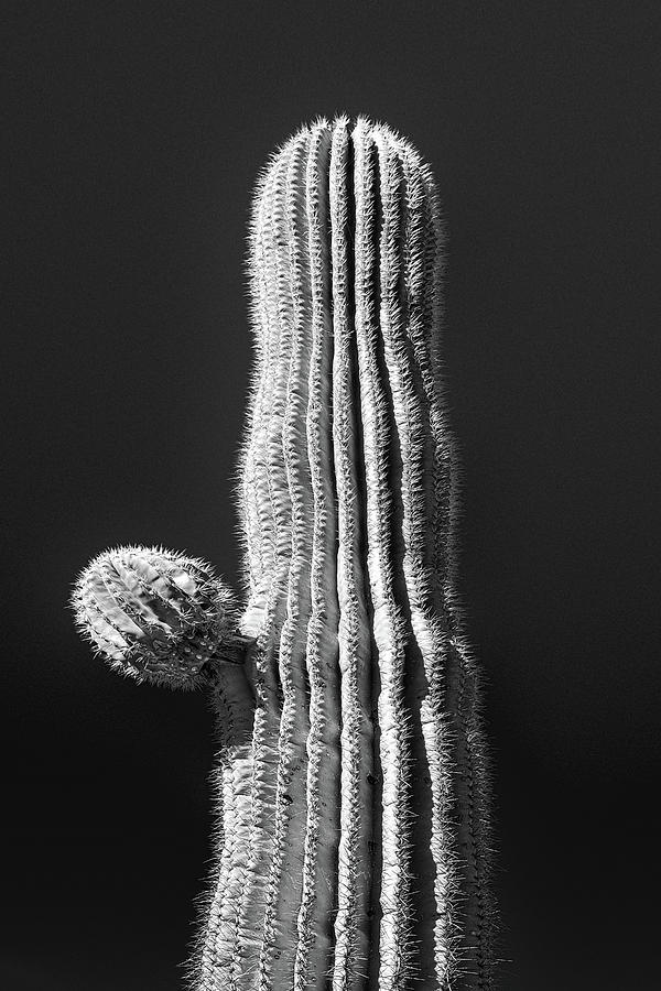 Saguaro with Starter Arm #2 Photograph by Jennifer Wright