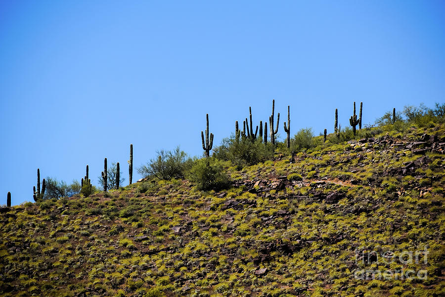 Saguaros 4877 Photograph by David Ragland