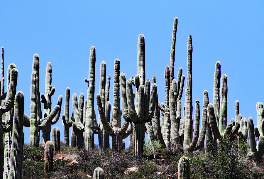 Saguaros And Jojoba Digital Art by Tom Janca Saguaros And Jojoba Digital Art by Tom Janca