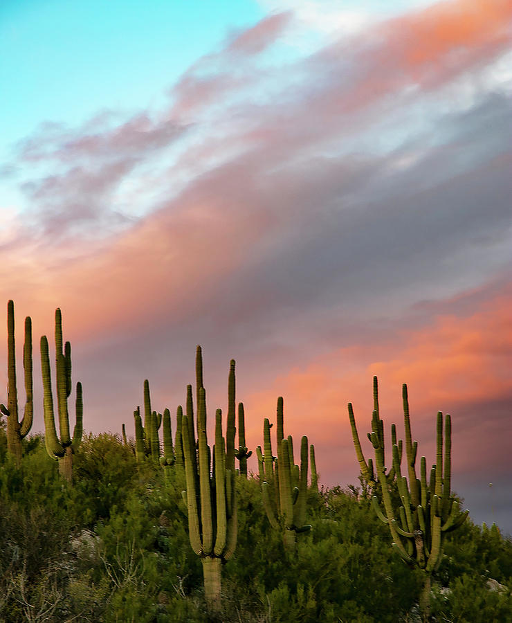 Nature Photograph - Saguaros and Sunset by Elvira Butler