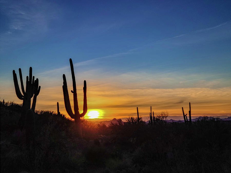 Saguaros at Sunset Photograph by Bobbie Delaney - Fine Art America