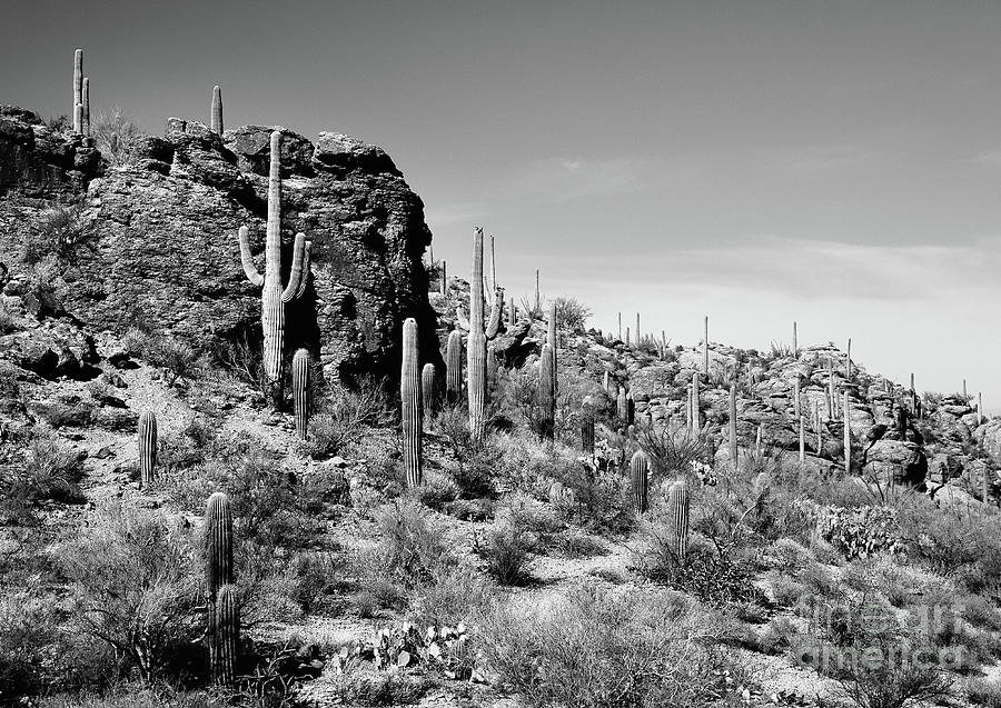 Saguaros in Black and White Photograph by Bob Lentz - Pixels