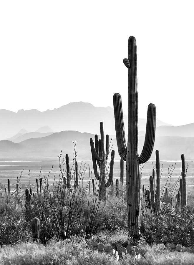 Saguaros in Black and White Photograph by Carolyn Derstine