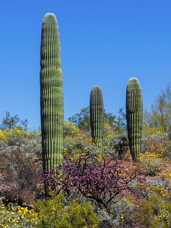 Saguaros in Spring Photograph by Katie Dobies Saguaros in Spring Photograph by Katie Dobies