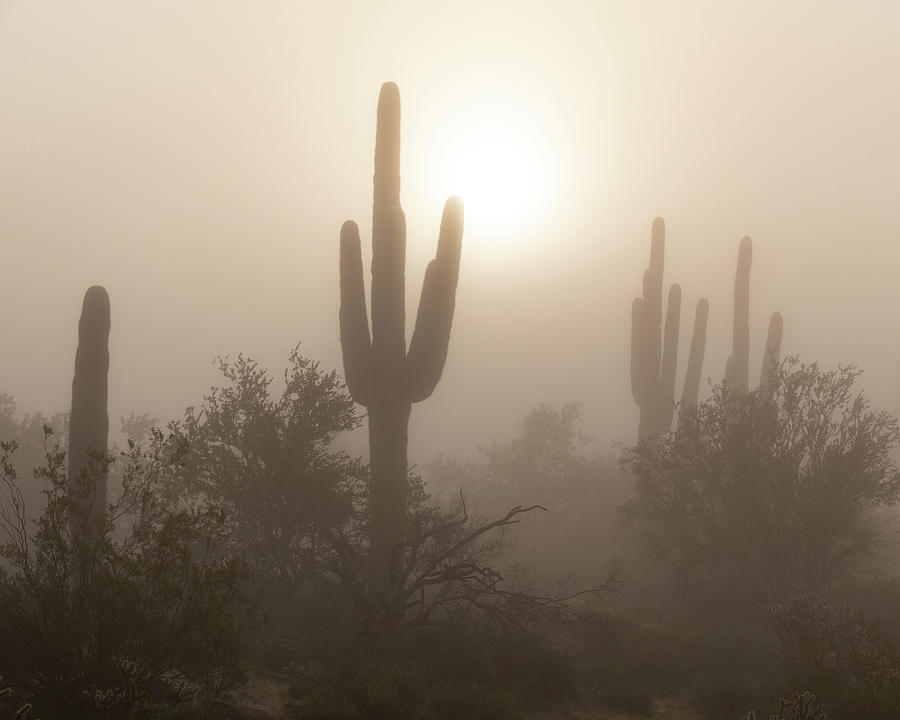 Saguaros in the Mist  Photograph by Mary Hone