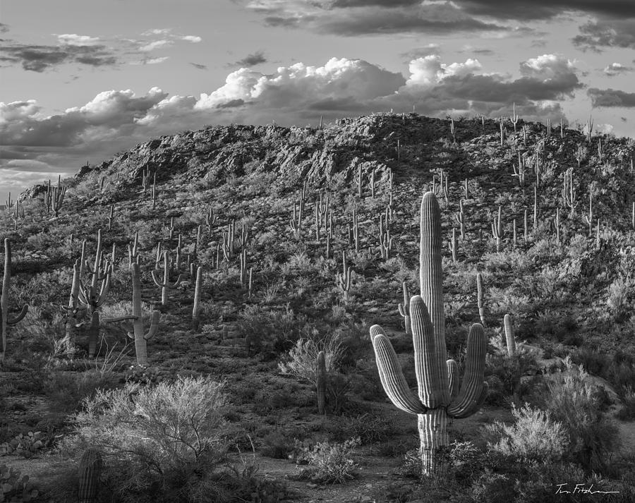 Saguaros in Tucson Mountains, Sagu Photograph by Tim Fitzharris - Fine ...