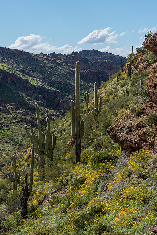 Saguaros on a Hillside Photograph by Lynn Thomas Amber