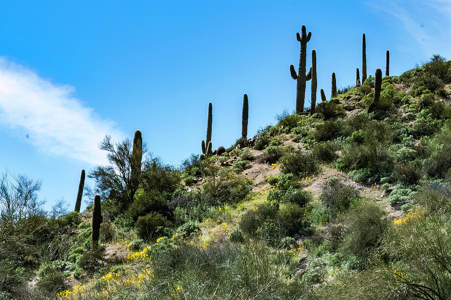 Saguaros On The Hill - Bartlett Lake - Cave Creek, Arizona Photograph ...