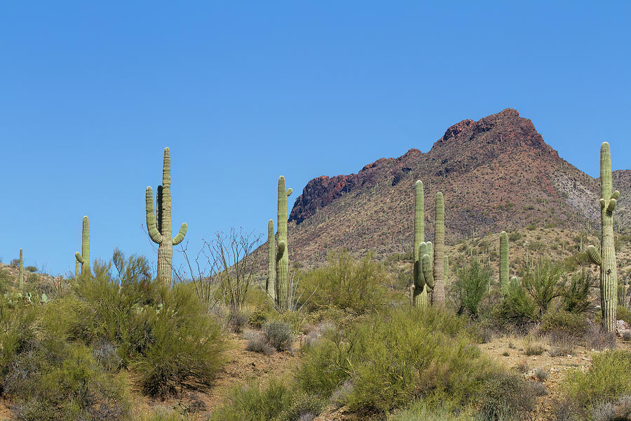 Saguaro Catus 4 Digital Art by Jerry Dalrymple Saguaro Catus 4 Digital Art by Jerry Dalrymple
