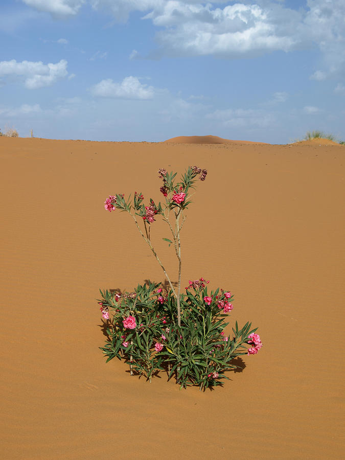 Sahara desert Photograph by Neal J. Wilson