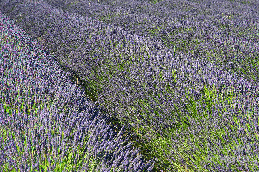 Saignon Lavender One Photograph by Bob Phillips