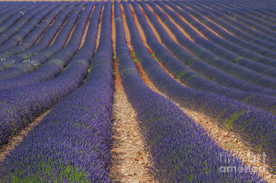 Saignon Lavender Field Photograph by Bob Phillips