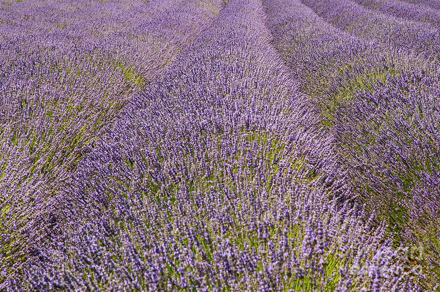 Saignon Lavender Two Photograph by Bob Phillips