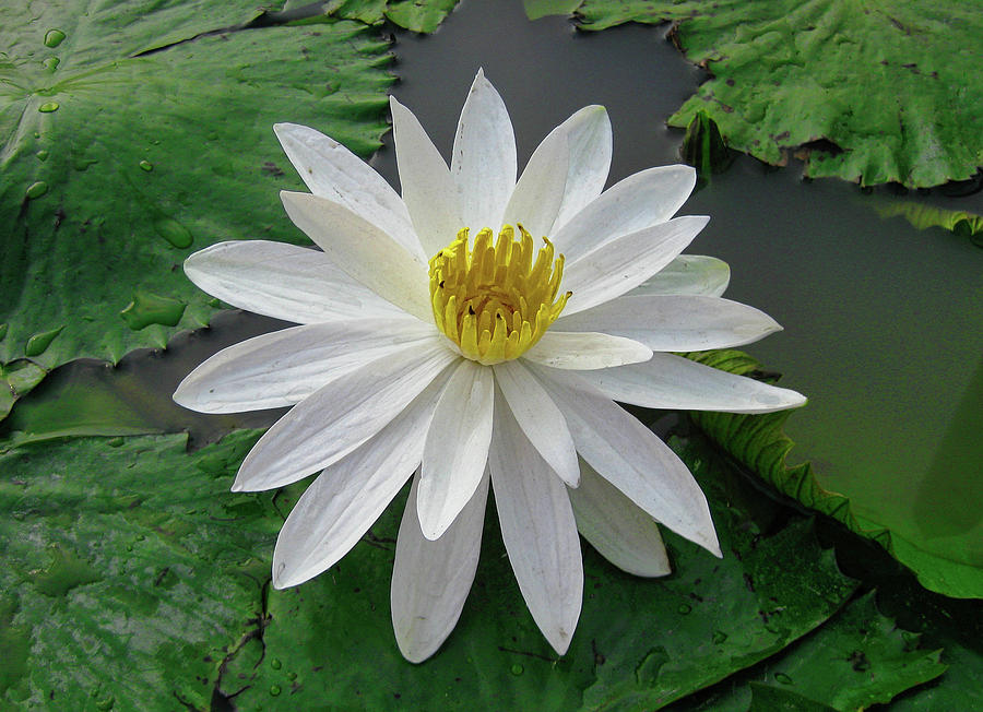 Saigon water lily Photograph by Jim Jackson - Fine Art America