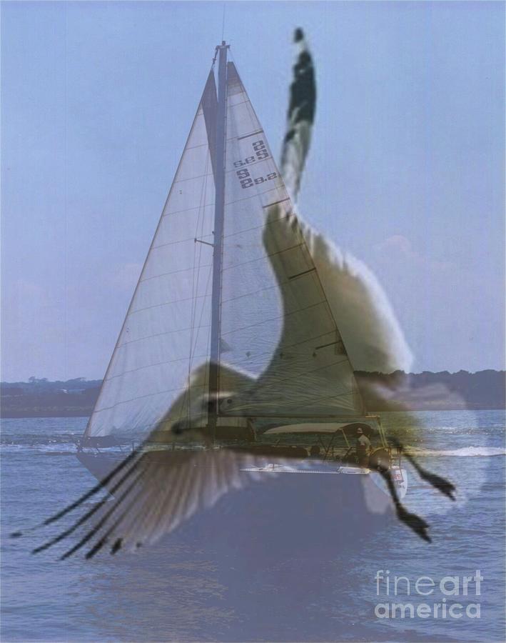 Sail and Seagull Photograph by Dodie Ulery