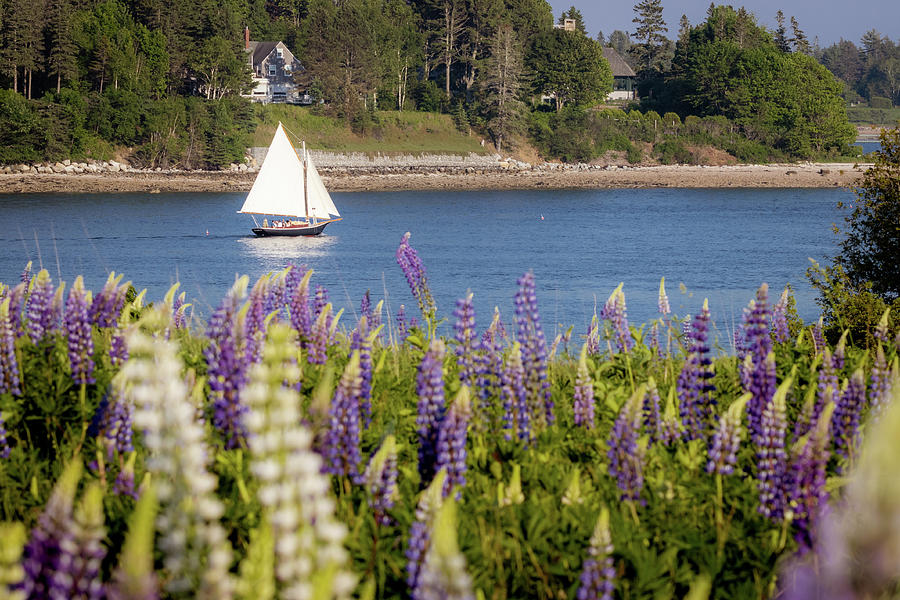 Sailboat on Sommes Sound Photograph by Craig A Walker