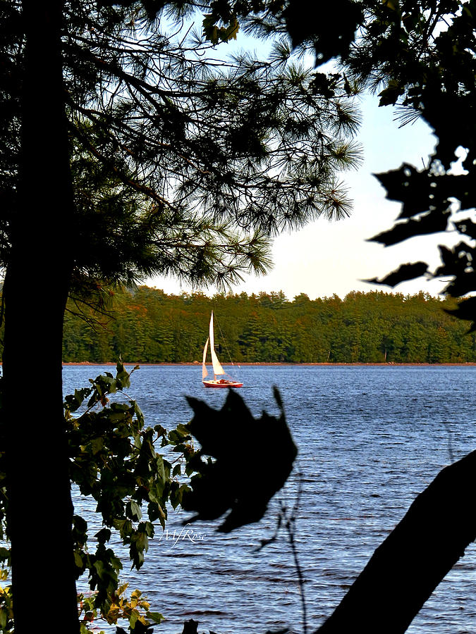 sailboats behind trees