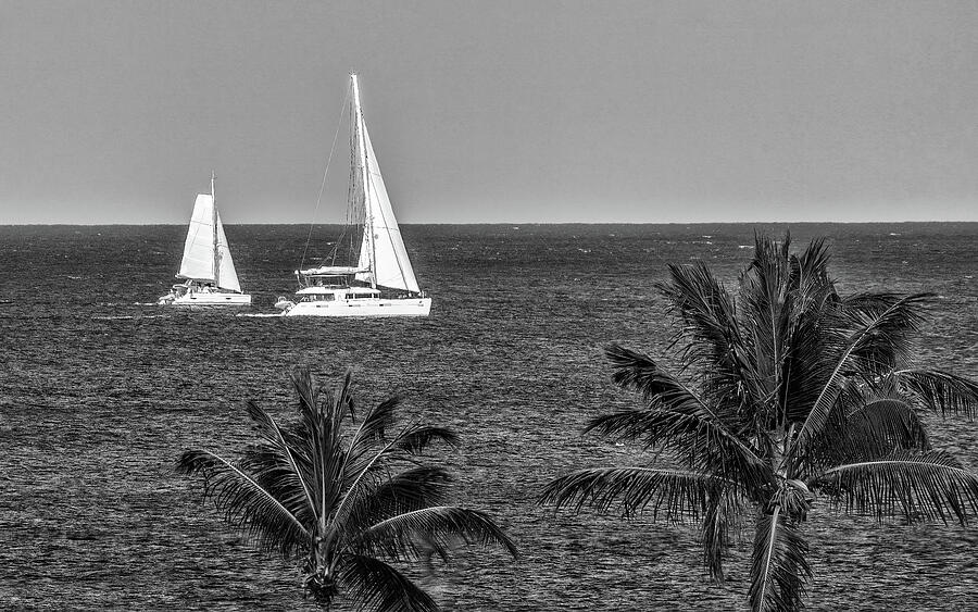 Sailboats and Palm Trees Photograph by Andrew Wilson