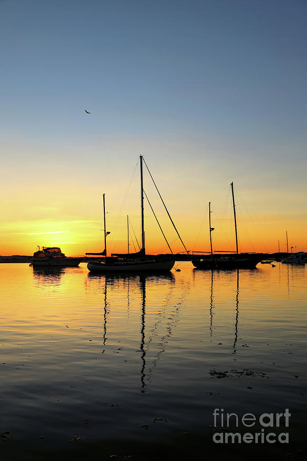 Sailboats in the Sunset Photograph by Vivian Krug Cotton